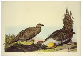 Cock of the Plains L.E.